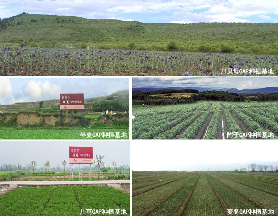 飲片風(fēng)暴強(qiáng)勢登陸藥交會，新荷花重磅出擊！代理商速來！